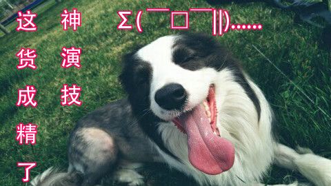 边牧犯错后 化身影帝 机智应对愤怒主人【花园长】